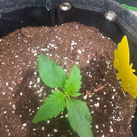 Auto Orange Bud growlog timeline photo