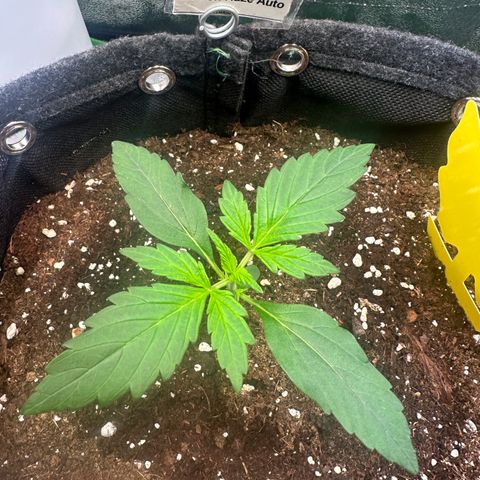 Lemon Haze Auto growlog timeline photo