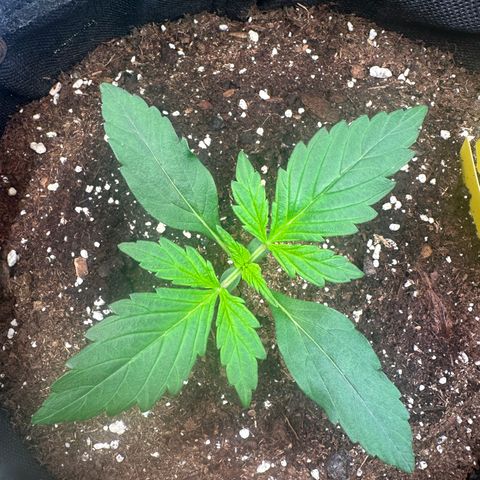 Lemon Haze Auto growlog timeline photo