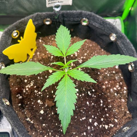 Watermelon Zkittlez Auto growlog timeline photo
