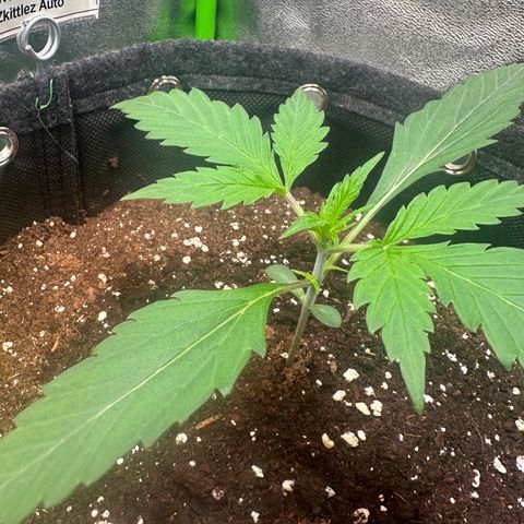Watermelon Zkittlez Auto growlog timeline photo