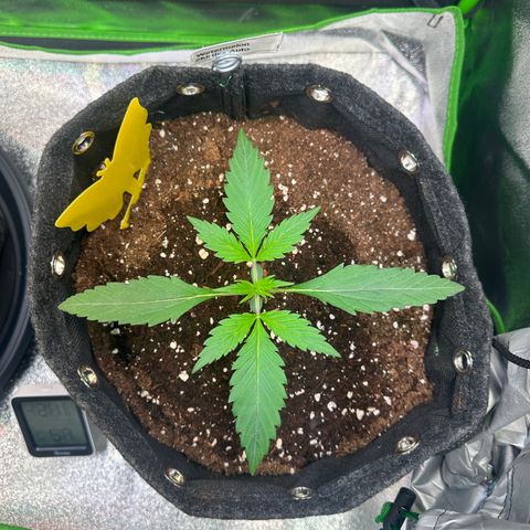Watermelon Zkittlez Auto growlog timeline photo