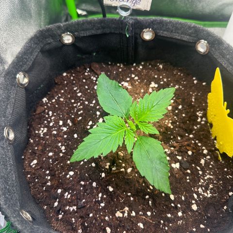 Auto Orange Bud growlog timeline photo
