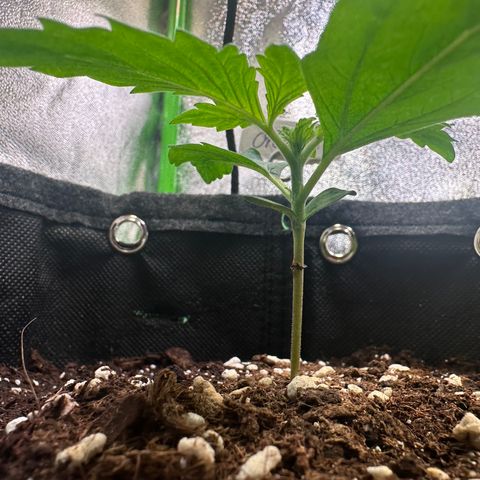 Auto Orange Bud growlog timeline photo