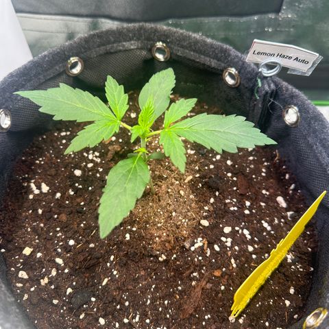 Lemon Haze Auto growlog timeline photo