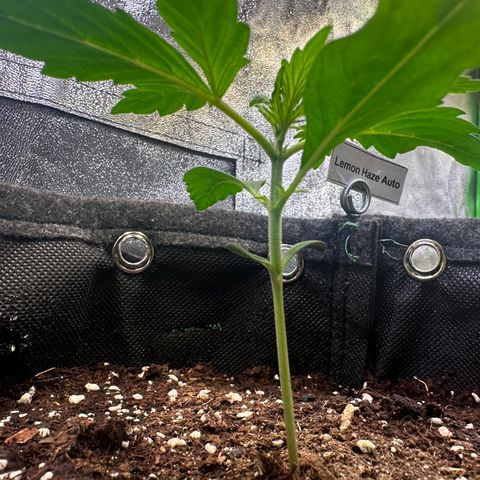 Lemon Haze Auto growlog timeline photo