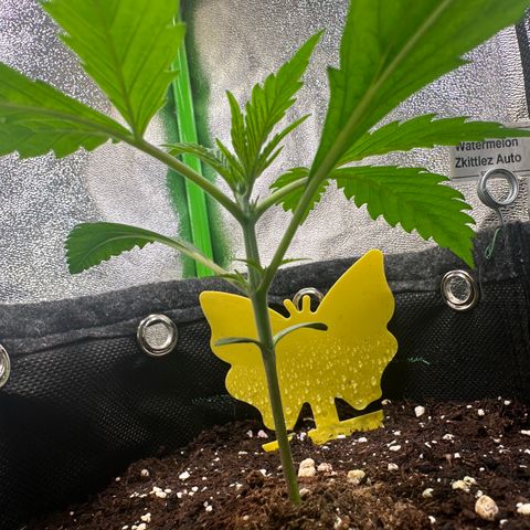 Watermelon Zkittlez Auto growlog timeline photo