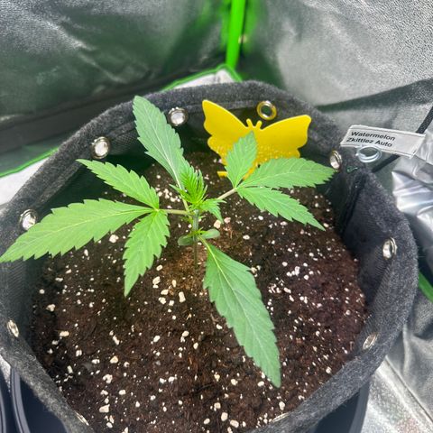 Watermelon Zkittlez Auto growlog timeline photo