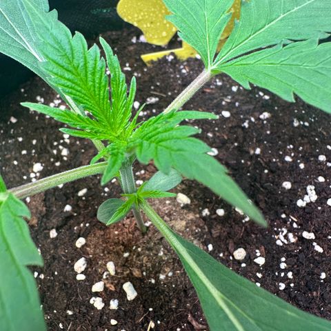 Watermelon Zkittlez Auto growlog timeline photo
