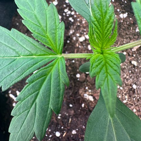 Lemon Haze Auto growlog timeline photo