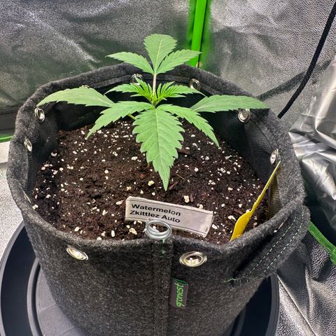 Watermelon Zkittlez Auto growlog timeline photo