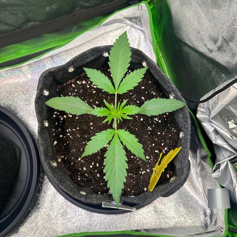 Watermelon Zkittlez Auto growlog timeline photo