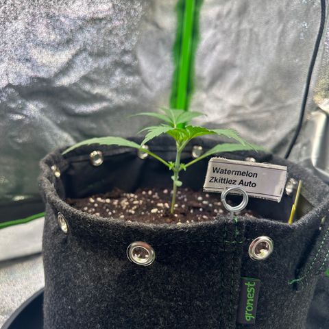 Watermelon Zkittlez Auto growlog timeline photo