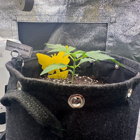 Lemon Haze Auto growlog timeline photo