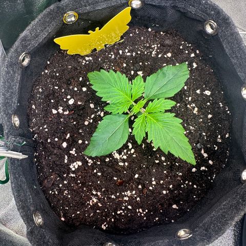 Auto Orange Bud growlog timeline photo
