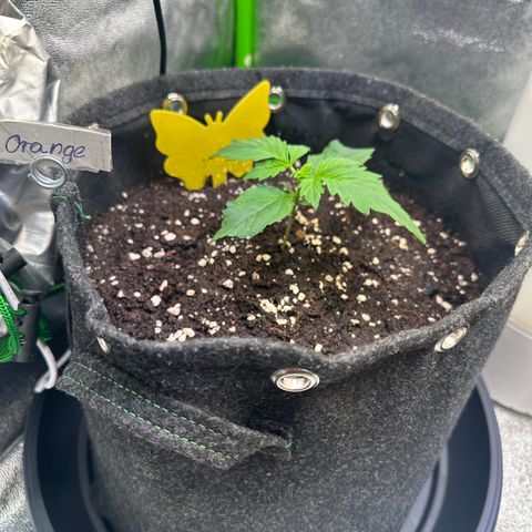 Auto Orange Bud growlog timeline photo