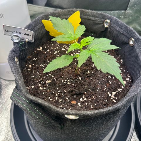 Lemon Haze Auto growlog timeline photo