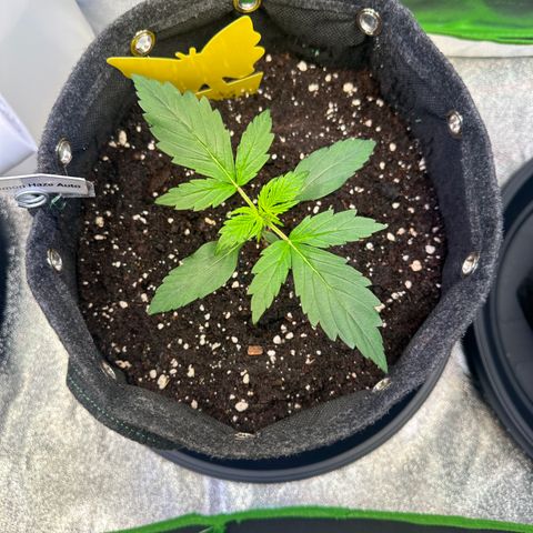 Lemon Haze Auto growlog timeline photo