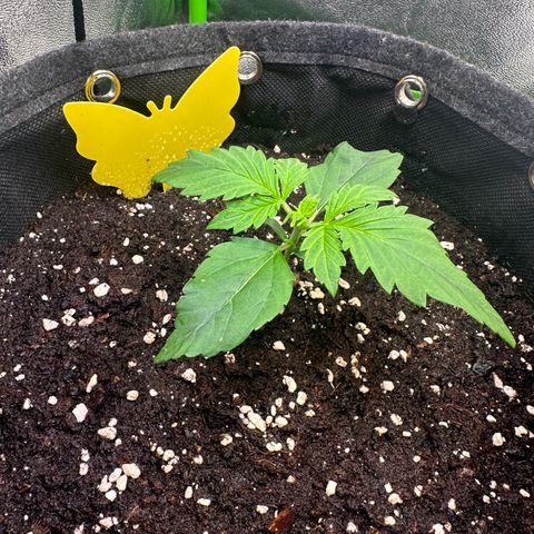 Auto Orange Bud growlog timeline photo