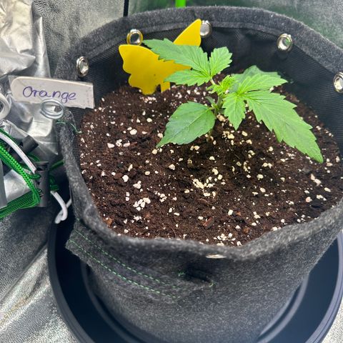 Auto Orange Bud growlog timeline photo