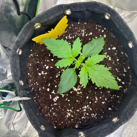 Auto Orange Bud growlog timeline photo
