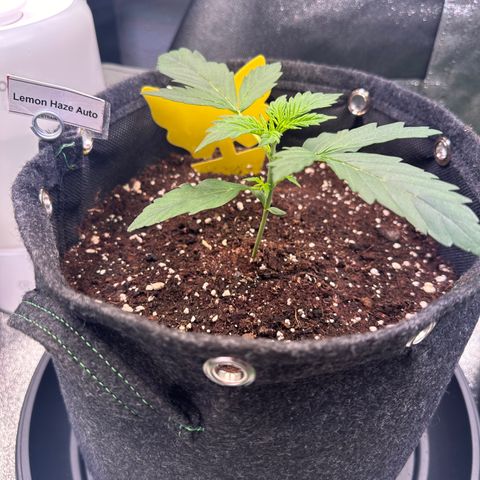 Lemon Haze Auto growlog timeline photo