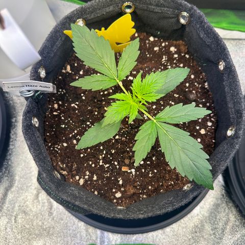 Lemon Haze Auto growlog timeline photo