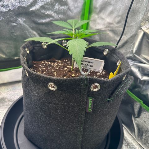 Watermelon Zkittlez Auto growlog timeline photo
