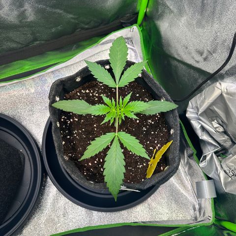 Watermelon Zkittlez Auto growlog timeline photo