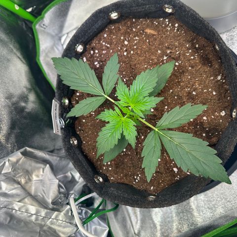 Lemon Haze Auto growlog timeline photo