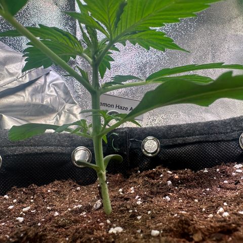 Lemon Haze Auto growlog timeline photo