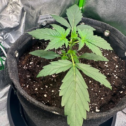 Lemon Haze Auto growlog timeline photo