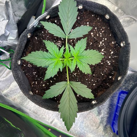 Lemon Haze Auto growlog timeline photo