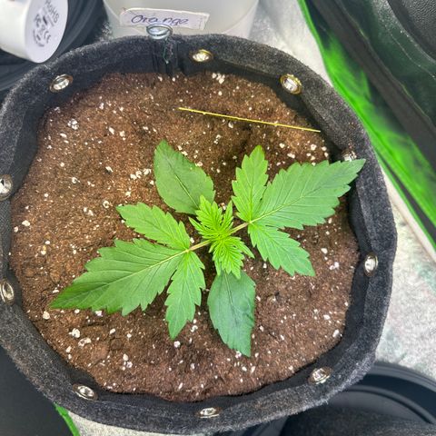 Auto Orange Bud growlog timeline photo