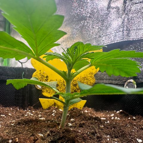 Auto Orange Bud growlog timeline photo
