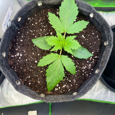 Auto Orange Bud growlog timeline photo