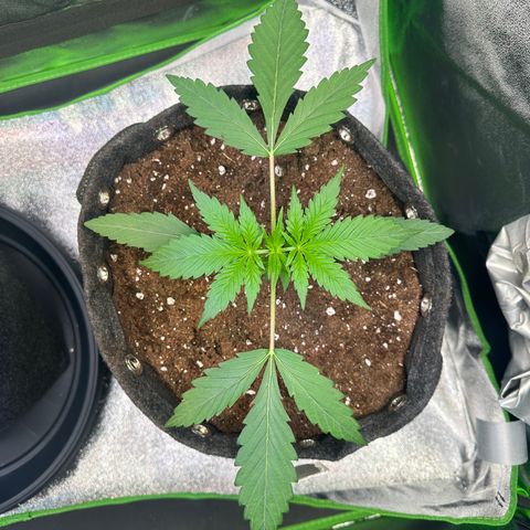 Watermelon Zkittlez Auto growlog timeline photo