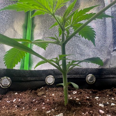 Watermelon Zkittlez Auto growlog timeline photo
