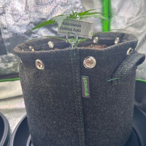 Watermelon Zkittlez Auto growlog timeline photo