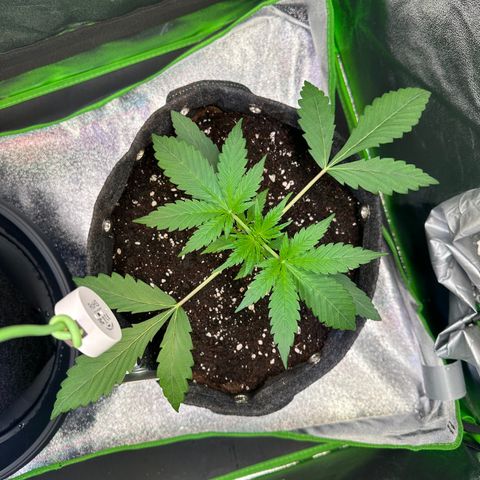 Watermelon Zkittlez Auto growlog timeline photo