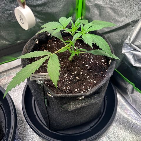 Watermelon Zkittlez Auto growlog timeline photo
