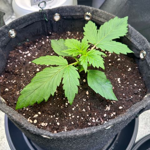 Auto Orange Bud growlog timeline photo