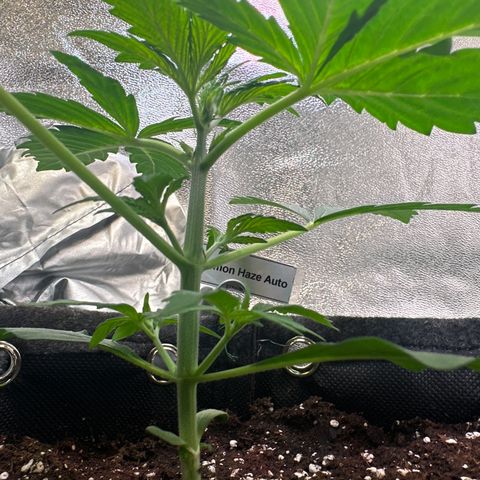 Lemon Haze Auto growlog timeline photo