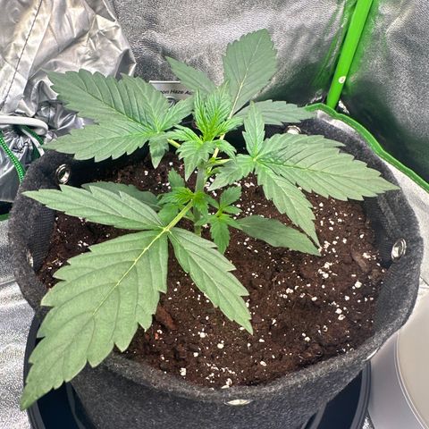 Lemon Haze Auto growlog timeline photo