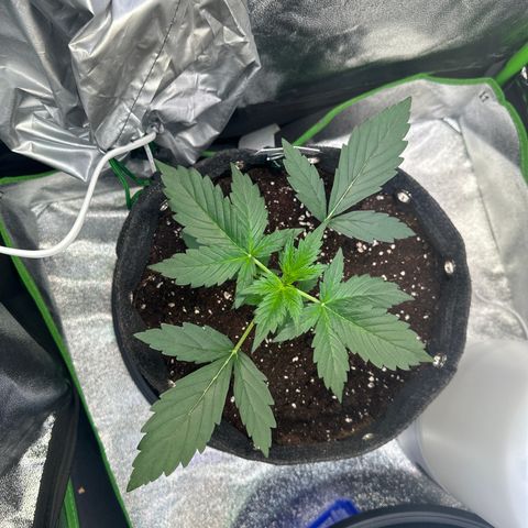 Lemon Haze Auto growlog timeline photo