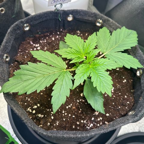 Auto Orange Bud growlog timeline photo