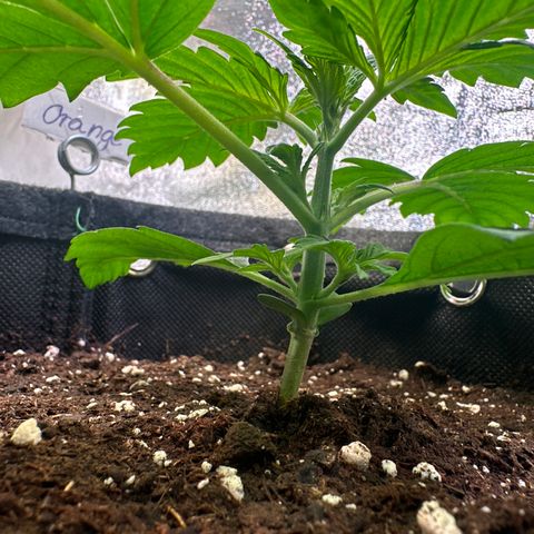 Auto Orange Bud growlog timeline photo