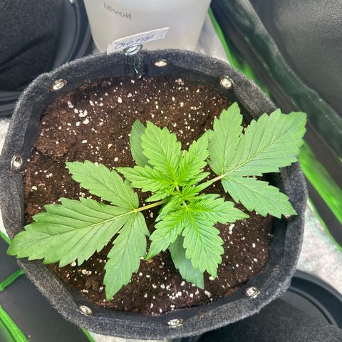 Auto Orange Bud growlog timeline photo