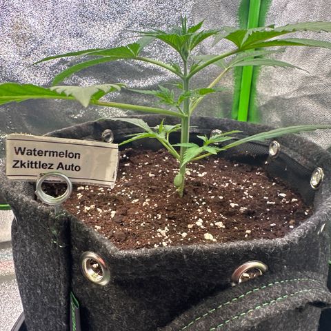 Watermelon Zkittlez Auto growlog timeline photo