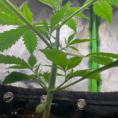 Watermelon Zkittlez Auto growlog timeline photo